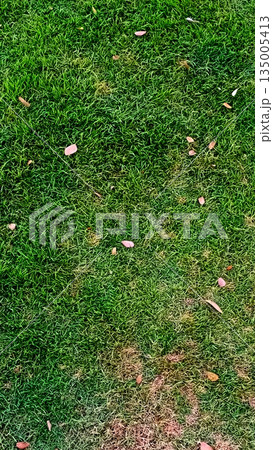 broken egg in grass 135005413