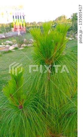 broken egg in grass 135005417