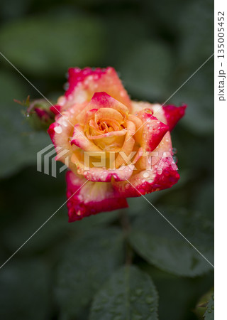 薔薇園に雨に濡れた黄色赤色の薔薇の花が咲いています。このバラの名前は錦絵です。 薔薇園に雨に濡れた黄色赤色の薔薇の花が咲いています。このバラの名前は錦絵です。 135005452
