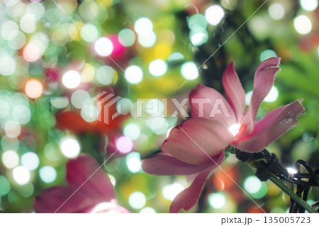 光に照らされるコスモス 135005723