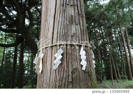 ご神木　神社の森　しで　 135005995