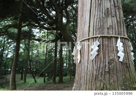 ご神木　神社の森　しで　 135005996