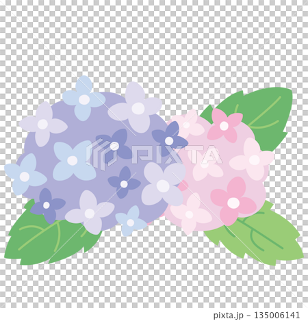 Illustration of purple and pink hydrangeas drawn in pastel colors 135006141