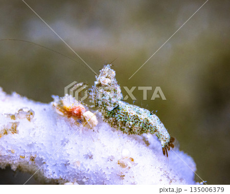 サシミシュリンプ 135006379