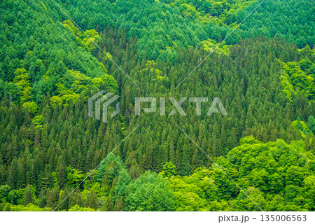 美しい針葉樹林『新緑シーズンの奥飛騨地方』 135006563