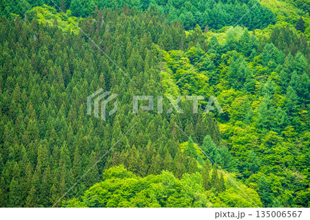 美しい針葉樹林『新緑シーズンの奥飛騨地方』 135006567