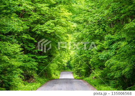 新緑の森を抜ける真っすぐな一本道 新緑の森を抜ける真っすぐな一本道 135006568