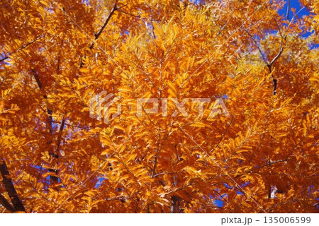 鮮やかに色付いた『メタセコイヤ』 鮮やかに色付いた『メタセコイヤ』 135006599