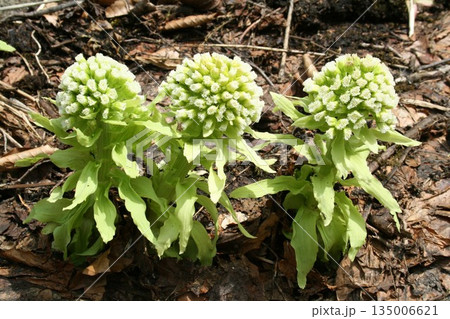 フキノトウ 135006621