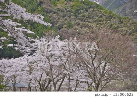 山に咲く山桜 山に咲く山桜 135006622