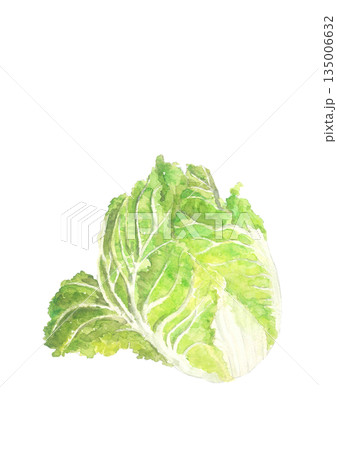 水彩で描いた白菜のイラスト素材【手描き】白バック コピースペースあり 透過背景 水彩で描いた白菜のイラスト素材【手描き】白バック コピースペースあり 透過背景 135006632