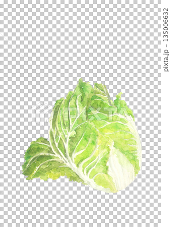 水彩で描いた白菜のイラスト素材【手描き】白バック コピースペースあり 透過背景 水彩で描いた白菜のイラスト素材【手描き】白バック コピースペースあり 透過背景 135006632