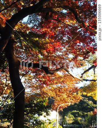 木漏れ日を浴びた色とりどりの葉っぱ(山内神社の鎮守の森) 木漏れ日を浴びた色とりどりの葉っぱ(山内神社の鎮守の森) 135006669