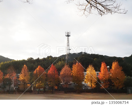冬空と日差しを浴びたタイワンフウの樹々(烏帽子山と電波塔と神田公園のカエデ並木) 冬空と日差しを浴びたタイワンフウの樹々(烏帽子山と電波塔と神田公園のカエデ並木) 135006754