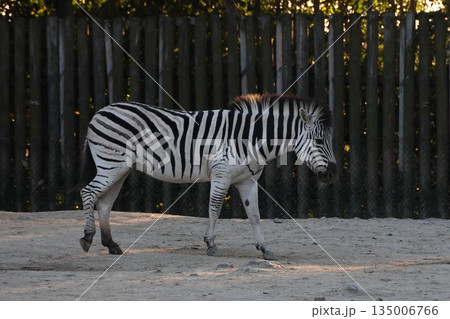 シマウマ　アフリカ 135006766