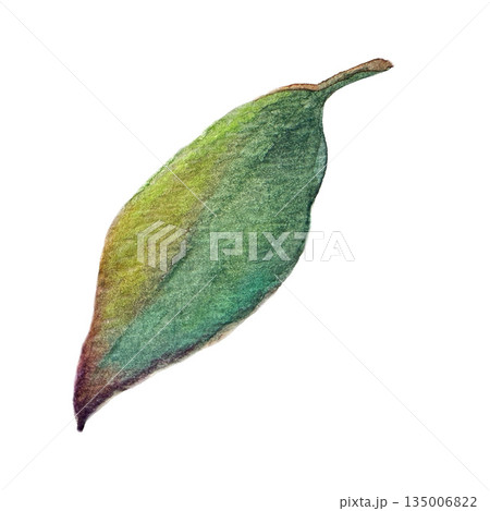 Watercolor green leaf illustration Watercolor green leaf illustration 135006822
