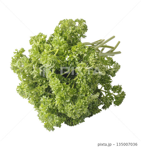 Curly Parsley is a leafy herb that grows like a small shrub isolated on a white background Curly Parsley is a leafy herb that grows like a small shrub isolated on a white background 135007036