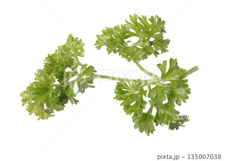 Curly Parsley is a leafy herb that grows like a small shrub isolated on a white background Curly Parsley is a leafy herb that grows like a small shrub isolated on a white background 135007038