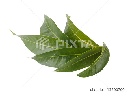 Leaves of the Marian plum isolated on a white background 135007064