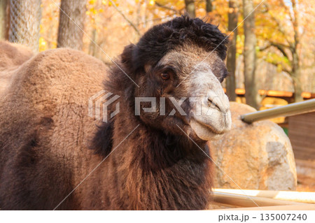 Large brown humped camel on a paddock farm 135007240