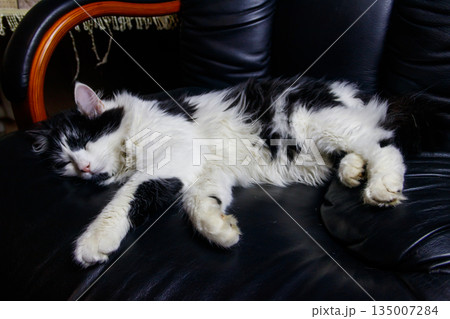 Young cat in a black leather armchair 135007284