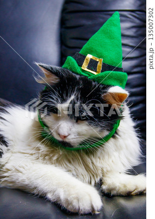 Portrait of beautiful cat wearing a green leprechaun hat in a black leather armchair. St. Patrick's Day concept 135007302