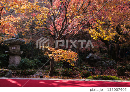 京都府左京区圓光寺庭園紅に坐す 135007405
