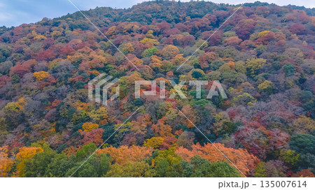Nov 24 2025 Scenic Autumn Trees at Arashiyama Kyoto Japan Nov 24 2025 Scenic Autumn Trees at Arashiyama Kyoto Japan 135007614