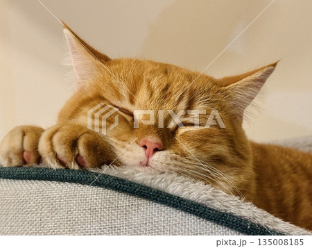closeup of ginger tabby cat sleeping on its comfy cat bed closeup of ginger tabby cat sleeping on its comfy cat bed 135008185