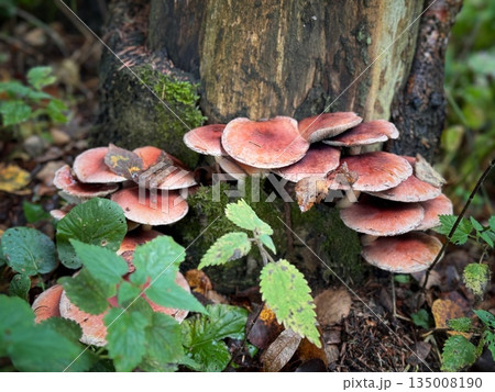 a tree trunc covered with false honey mushrooms a tree trunc covered with false honey mushrooms 135008190