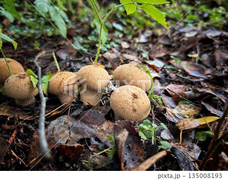 prickly puffball mushrooms in the forest prickly puffball mushrooms in the forest 135008193
