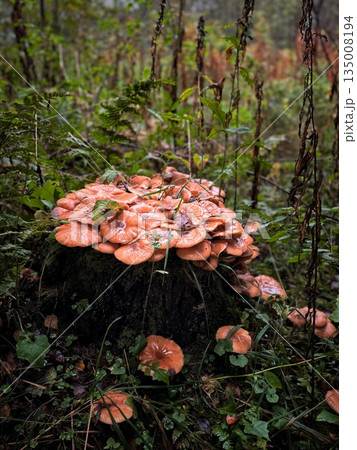 a stump covered with autumn honey mushrooms 135008194