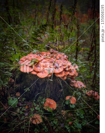 a stump covered with false honey mushrooms 135008195