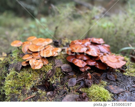 a stump covered with false honey mushrooms a stump covered with false honey mushrooms 135008197