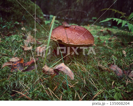 big pet mushroom among green grass and moss in the forest. Vertical photo big pet mushroom among green grass and moss in the forest. Vertical photo 135008204
