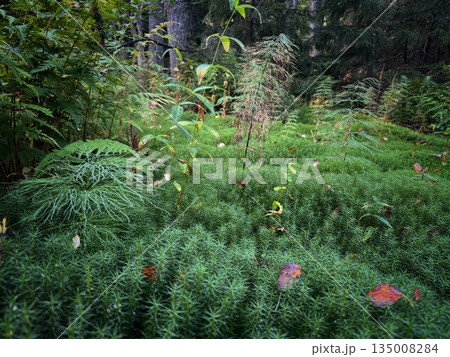 green moss callen peatmoss and Polytrichum grass in the forest green moss callen peatmoss and Polytrichum grass in the forest 135008284