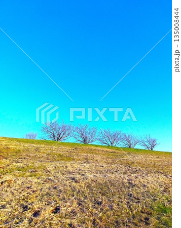 枯木の桜の並木のある冬の江戸川土手風景 135008444