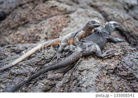 Marine Iguanas Resting on Lava Rocks in Galapagos Marine Iguanas Resting on Lava Rocks in Galapagos 135008541
