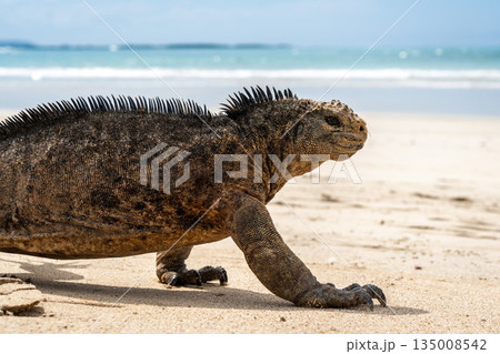 Marine iguana on the sandy shores of Isabela Island, Galapagos Archipelago, Ecuador 135008542