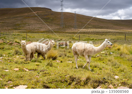 White Llama and Alpacas in the Peruvian Plain 135008560