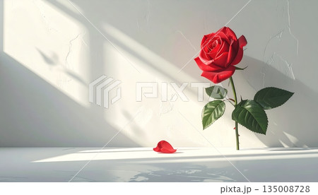 A beautiful red rose blossom in a glass vase rests by a white window as a romantic Valentine gift symbolizing love and nature A beautiful red rose blossom in a glass vase rests by a white window as a romantic Valentine gift symbolizing love and nature 135008728