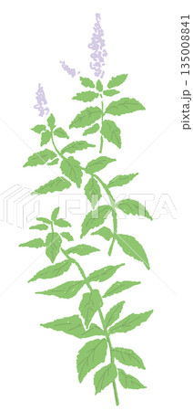02_mint 02_mint 135008841