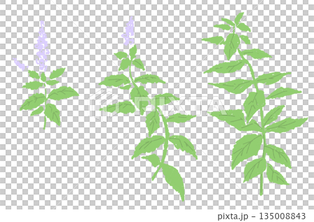 herbal, leaf, leafs 135008843