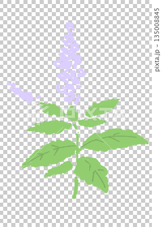 mint, vector, vectors 135008845