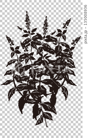 Mint hand-drawn monochrome illustration Mint hand-drawn monochrome illustration 135008936