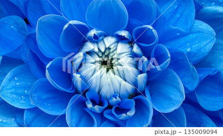 A macro close-up of a blooming blue and white dahlia flower with delicate petals showcasing natural beauty against a dark black background in a spring garden 135009094