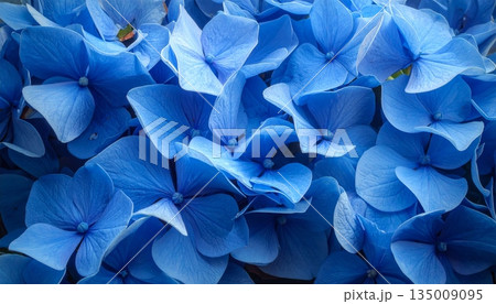 A macro close-up of a blooming blue and white dahlia flower with delicate petals showcasing natural beauty against a dark black background in a spring garden 135009095