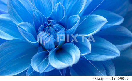 A macro close-up of a blooming blue and white dahlia flower with delicate petals showcasing natural beauty against a dark black background in a spring garden 135009097