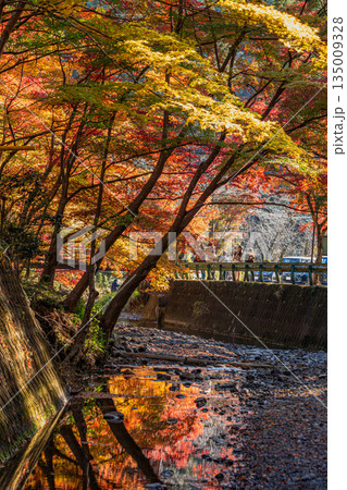 森町の遠江国一宮小國神社の紅葉の風景(静岡県) 森町の遠江国一宮小國神社の紅葉の風景(静岡県) 135009328