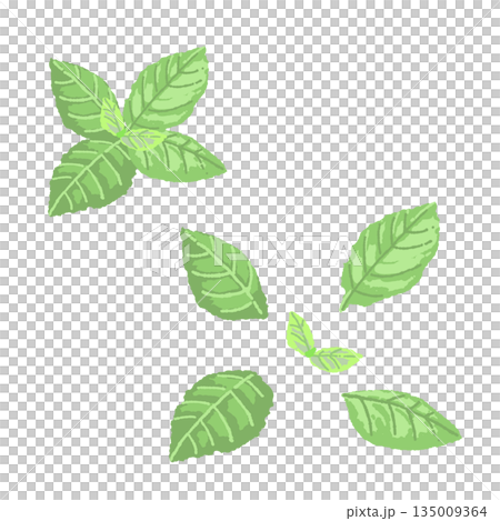 Hand-drawn mint leaf color illustration Hand-drawn mint leaf color illustration 135009364